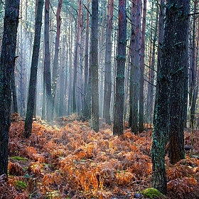 фотограф Наталья Кузьменова. Фотография "Осенний лес"