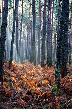 Осенний лес | Фотограф Наталья Кузьменова | foto.by фото.бай