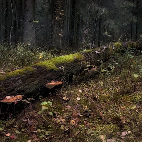 Наедине с лесом | Фотограф Сергей Шабуневич | foto.by фото.бай