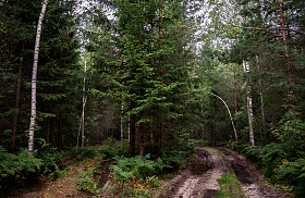 Чем дальше в лес... | Фотограф Ольга Бородина | foto.by фото.бай
