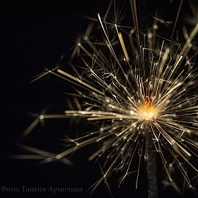 Новогодний Одуванчик | Фотограф Таисия Аринчина | foto.by фото.бай