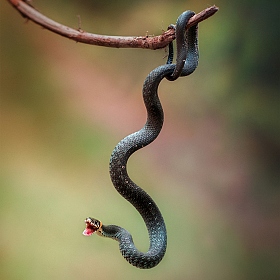 фотограф Irina Osm. Фотография "Воздушный змей)"