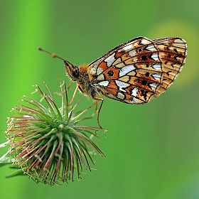 фотограф Андрей Марцинкевич. Фотография "Про бабочек"