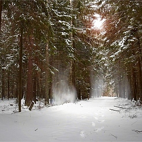 фотограф Роман Филиповец. Фотография "Тайны зимнего леса..."