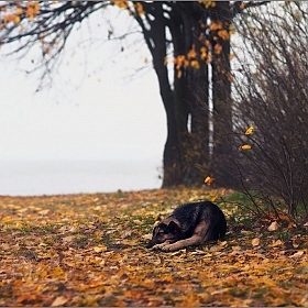 Одиночество - сволочь ...............  | Фотограф Влад Соколовский | foto.by фото.бай
