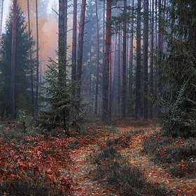 Про туман в лесу | Фотограф Сергей Шабуневич | foto.by фото.бай