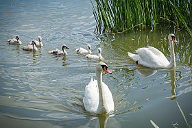 Лебединая семья | Фотограф Дмитрий Шудель | foto.by фото.бай
