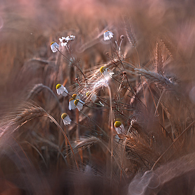 Букет в поле,Импровизация | Фотограф Сергей Шабуневич | foto.by фото.бай