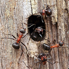 фотограф Андрей Марцинкевич. Фотография "Из жизни муравьев"