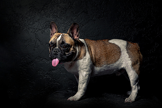 Фотограф Феликс Сиваков (Foto Dog), фотография добавлена 17.08.2020