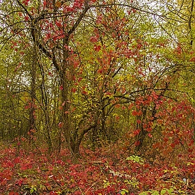 фотограф Александр Архипов. Фотография "Красно в лесу"