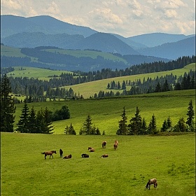 фотограф Юрий Купреев. Фотография "horse"