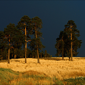 Сосны на фоне предгрозового небо! | Фотограф Юрий Купреев | foto.by фото.бай