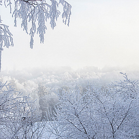 Волшебство зимнего утра | Фотограф Ирина Приходько | foto.by фото.бай