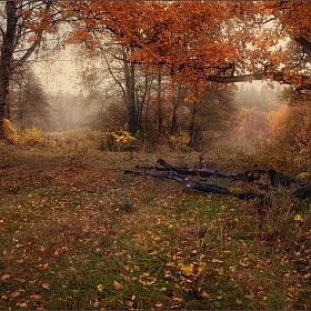 фотограф Влад Соколовский. Фотография "Осеннее настроение"