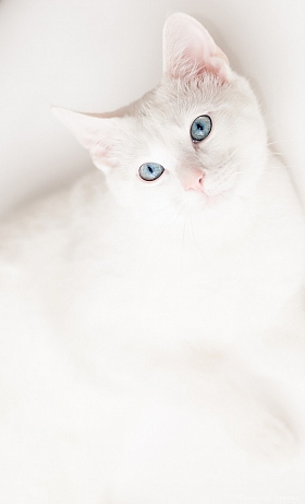 Белый кот | Фотограф Николай Храмович | foto.by фото.бай