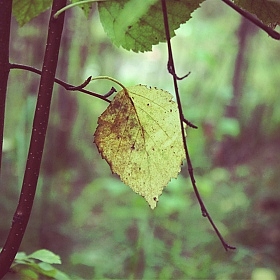 Осень | Фотограф Александр Владимирович | foto.by фото.бай