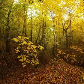 Autumn forest fire | Фотограф Сергей Шляга | foto.by фото.бай