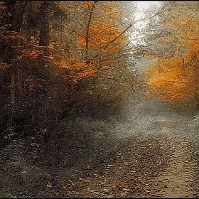 Догорала осень... | Фотограф Диана Буглак-Диковицкая | foto.by фото.бай