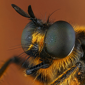 фотограф Андрей Шаповалов. Фотография "Хищная муха"