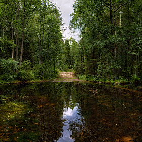 В лесу после дождя | Фотограф Сергей Шабуневич | foto.by фото.бай