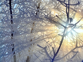 Кружева морозного утра | Фотограф Евгений Небытов | foto.by фото.бай