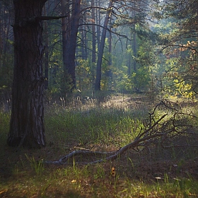 Утренний лес | Фотограф Сергей Шляга | foto.by фото.бай