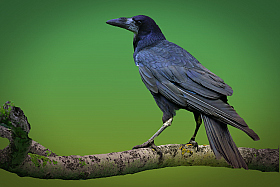 Crow.. | Фотограф Ihar Karneichuk | foto.by фото.бай