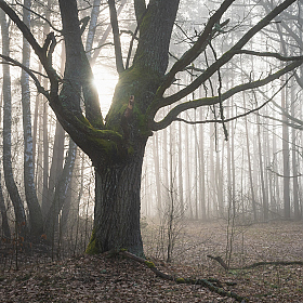 фотограф Дмитрий Захаров. Фотография "Утренний лес"