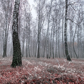 фотограф Александр Чиж. Фотография "А зимы всё нет"