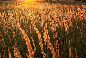 Травы | Фотограф Ольга Бородина | foto.by фото.бай