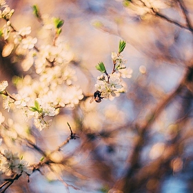Весна-красна | Фотограф Артур Язубец | foto.by фото.бай