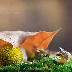 А что, уже осень?) | Фотограф Дмитрий Гусалов | foto.by фото.бай