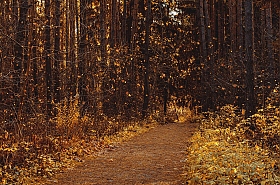 В осеннем лесу | Фотограф Дарья Крук | foto.by фото.бай