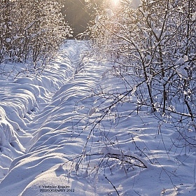 фотограф Владислав Рогалев. Фотография "из прогулок на лыжах по лесу"