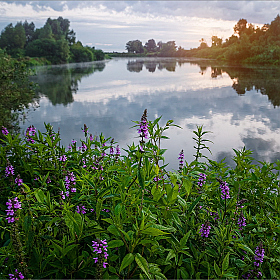 Цветы у реки | Фотограф Александр Шатохин | foto.by фото.бай