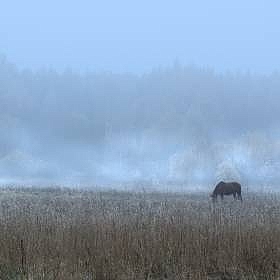 фотограф Siarhei Lipchyk. Фотография "Мистический туман"