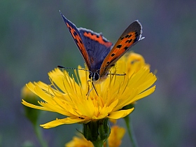 Бабочка | Фотограф Александр Чиж | foto.by фото.бай