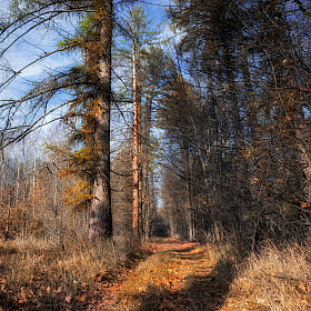 Осенний лес | Фотограф Сергей Шабуневич | foto.by фото.бай