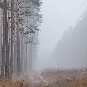 фотограф Елена Ерошевич. Фотография "Тропинка сквозь туман"