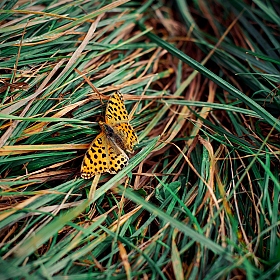 фотограф Татьяна Любавина. Фотография "В траве сидел "леопард""