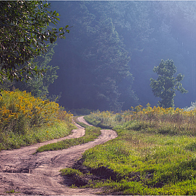 Дорога в лес | Фотограф Сергей Шабуневич | foto.by фото.бай