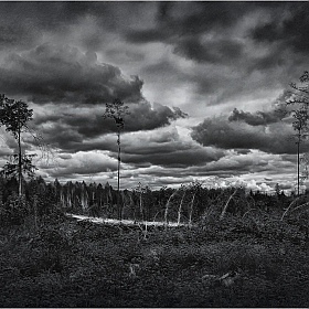 фотограф Сергей Шабуневич. Фотография "Мрачный лес"