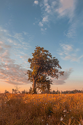 Дуб в поле рапса утром | Фотограф Алексей Шандалин | foto.by фото.бай