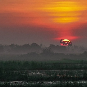 фотограф Наталья Лихтарович. Фотография "Восход в объятьях пальм"