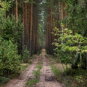 Лесными дорогами | Фотограф Ольга Бородина | foto.by фото.бай
