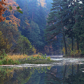 Лесное озеро | Фотограф Александр Задёрко | foto.by фото.бай