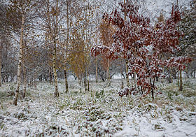 Начало зимы | Фотограф Сергей Шабуневич | foto.by фото.бай