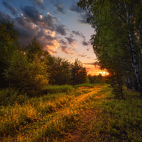 закат в лесу | Фотограф Виталий Полуэктов | foto.by фото.бай