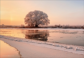 Рассвет и одинокое дерево. | Фотограф Юрий Купреев | foto.by фото.бай